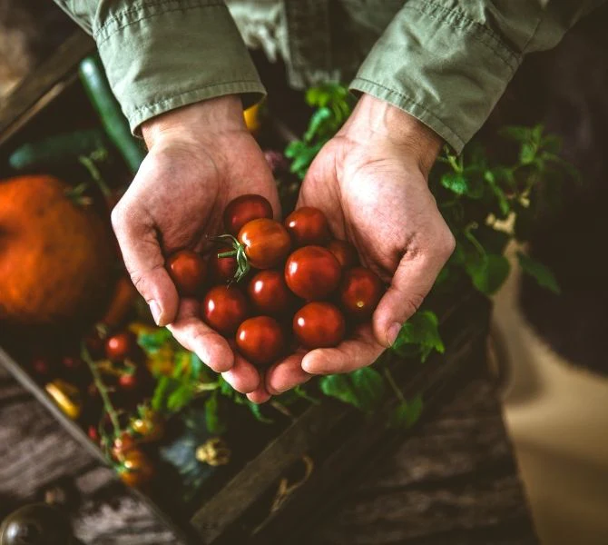 A person holding tomatoes in their hands